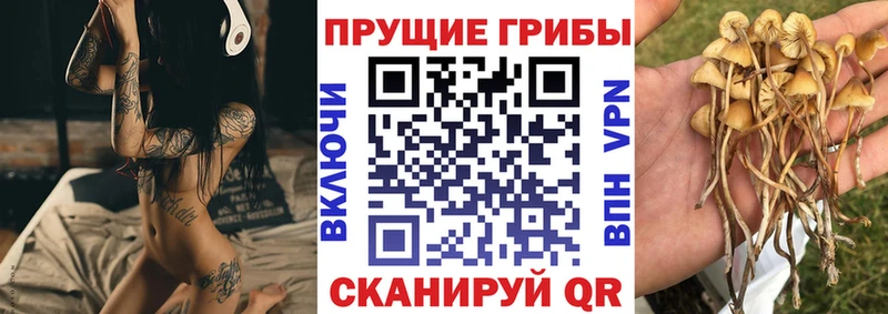 Галлюциногенные грибы GOLDEN TEACHER  mega tor  Гурьевск 